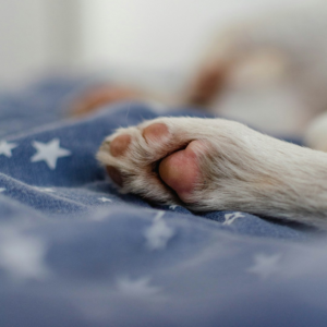 Small Bed