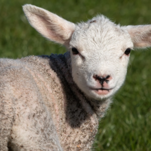 Lamb