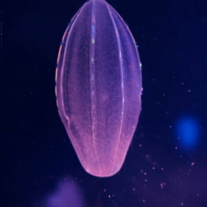 Large Perl