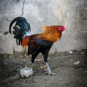 Rooster Washer Tomato