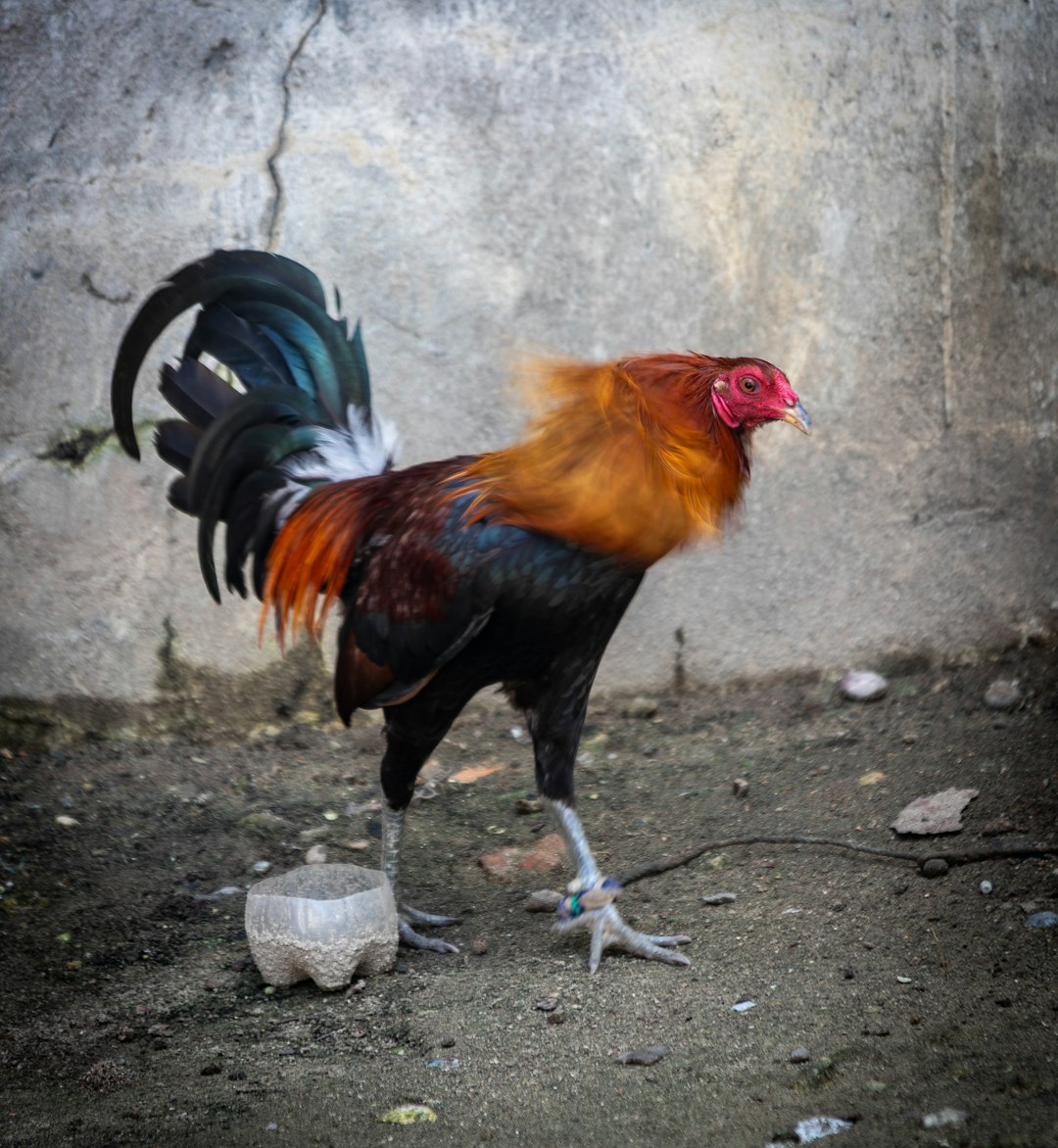 Rooster Washer Tomato