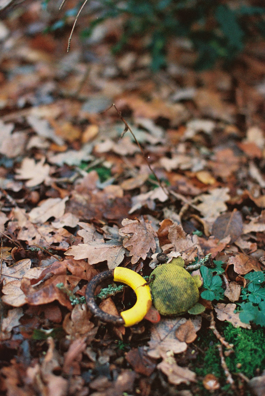 Gold Ring